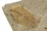 Fossil Leaf (Fagus) - McAbee, BC #226069-1